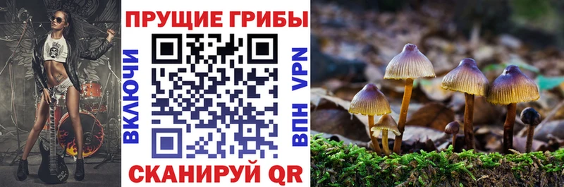 Галлюциногенные грибы Psilocybine cubensis  закладки  Шумиха 